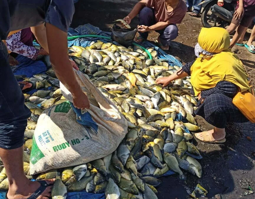 ikan-waduk-darma