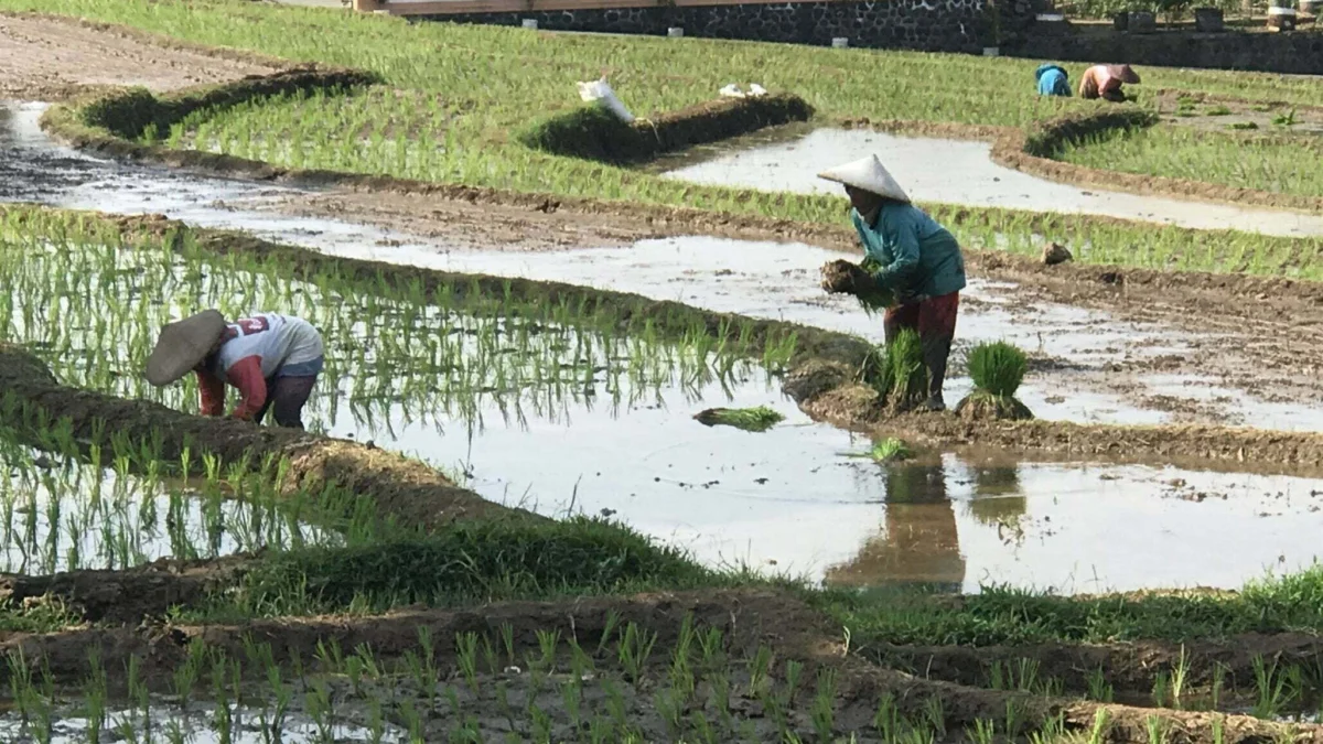  Alokasi Pupuk Subsidi Kurang