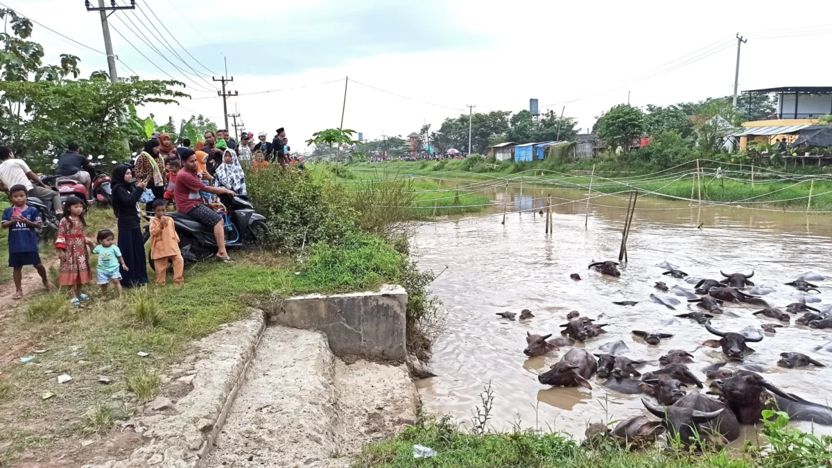 Rupa-rupa Jualan dan Hiburan, Termasuk Memotret Kerbau Mandi