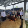 Puluhan Sapi di Cirebon Diisolasi