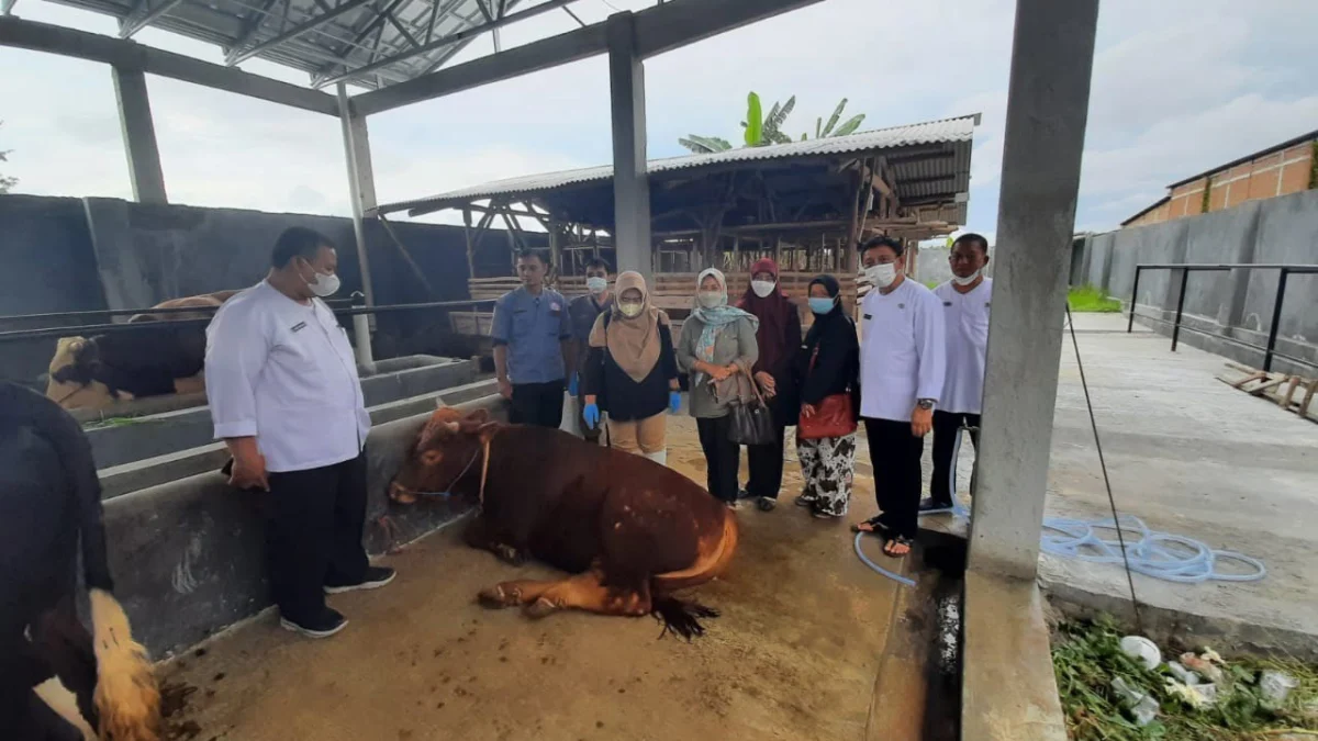 Puluhan Sapi di Cirebon Diisolasi