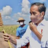 Jokowi: Sorgum Alternatif Bahan Pangan