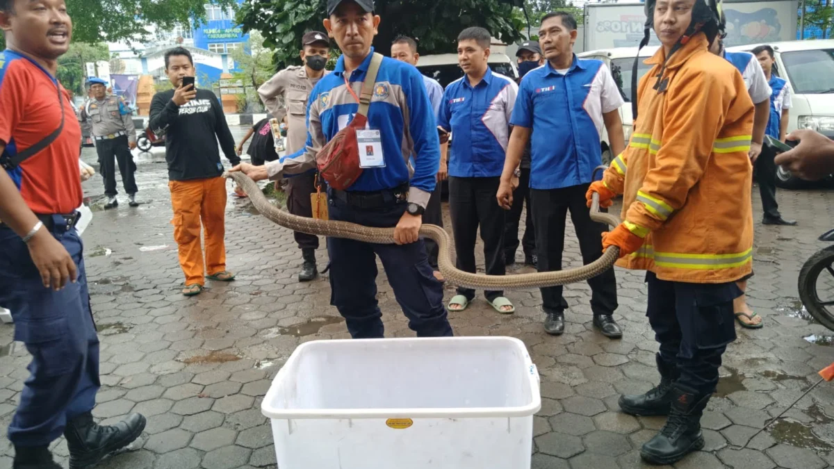 Geger, King Kobra Lepas dari Paket Ekspedisi