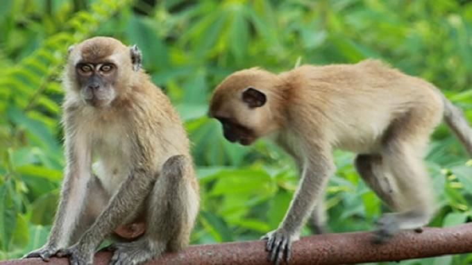 Balita Diserang Monyet, Robek di Bagan Perut