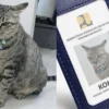 Lucunya Si Kokom, Kucing yang Baru Saja Diangkat Pegawai Kementrian PUPR