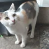 Bulu kucing yang tidak rontok akan terlihat sehat