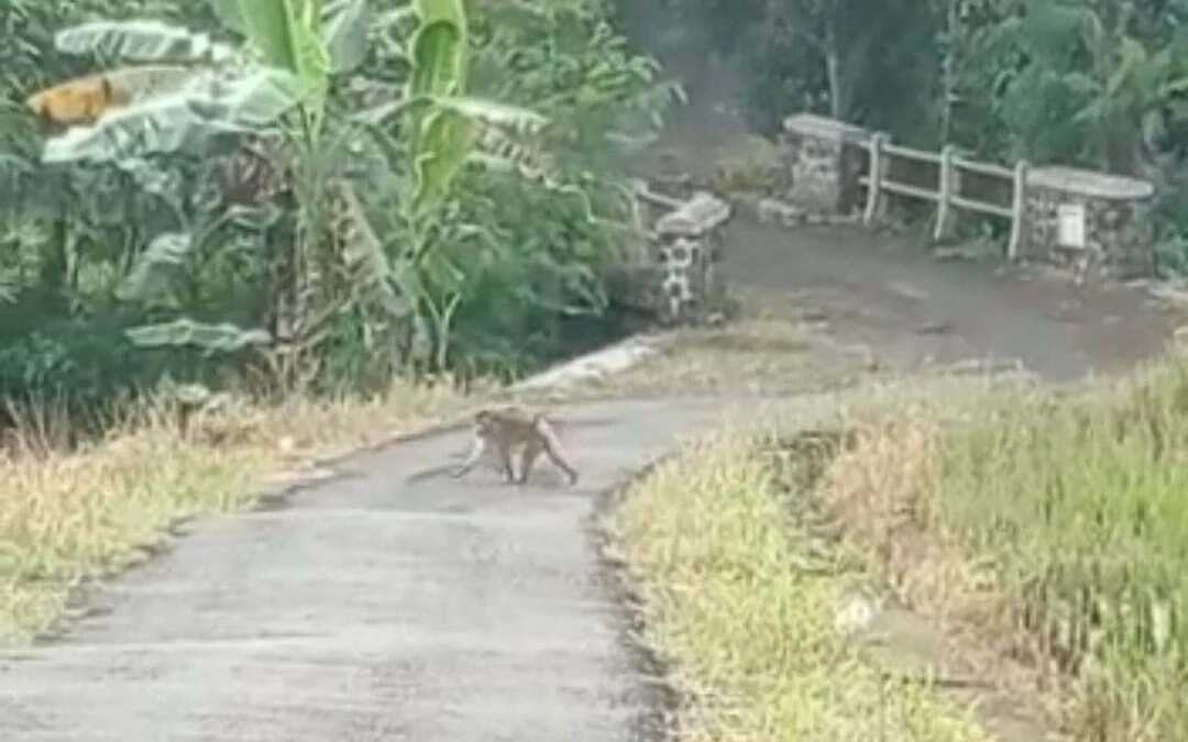 Warga Blok Ciloa dan Cibodas Desa Lengkong Kulon Kecamatan Sindangwangi resah dengan kehadiran monyet yang memasuki permukiman