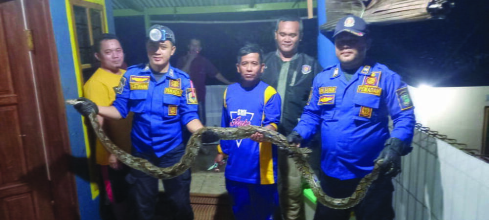 1 Ekor Sanca Masuk Kandang Kambing Hebohkan Warga Buniasih Kabupaten Kuningan