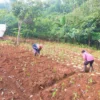 petani di Bantarujeg mengeluhkan harga jahe yang anjlok