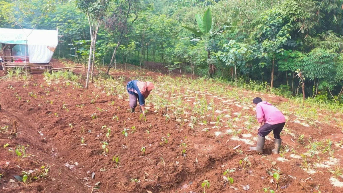 petani di Bantarujeg mengeluhkan harga jahe yang anjlok