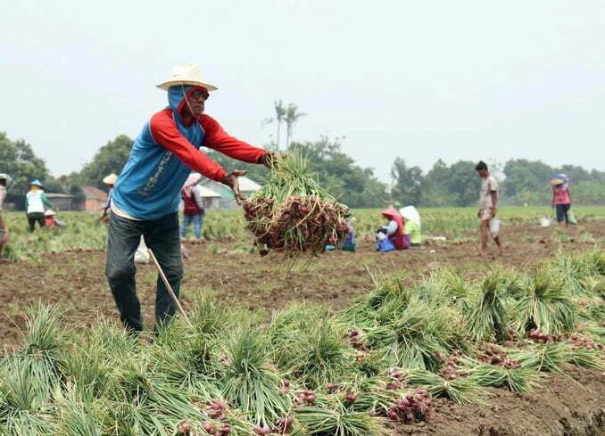 Petani Bawang Merah Was was Banjir, Bersiap Panen Dini2