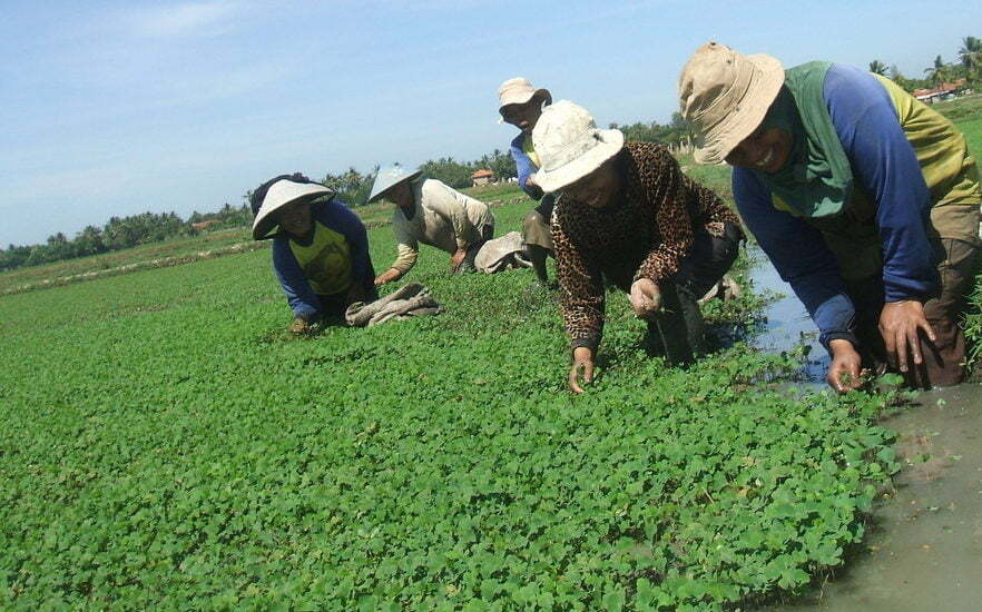 budi-daya-semanggen