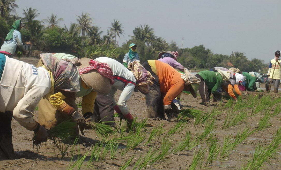 buruh-tandur