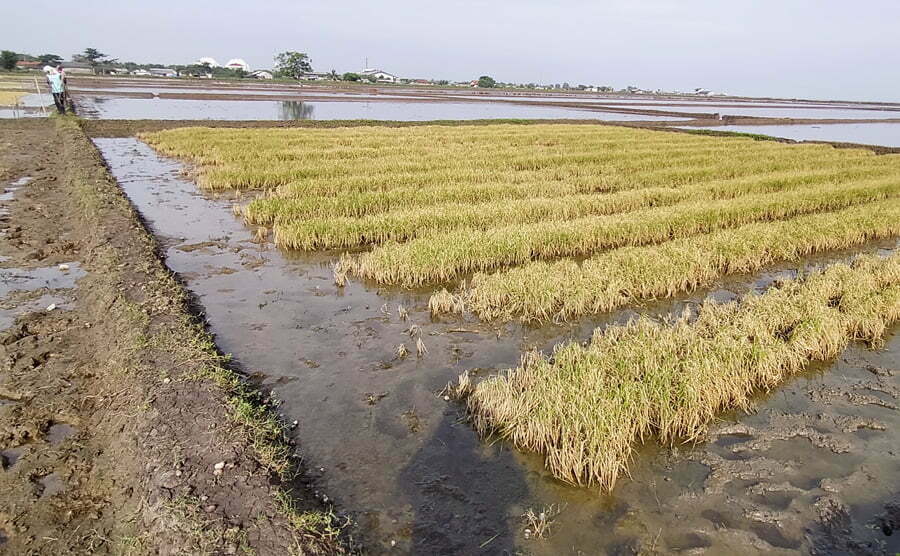 Terendam Rob 450 Hektare Sawah Pesisir Pantura Gagal Tanam