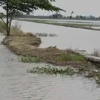 sawah-terendam-banjir