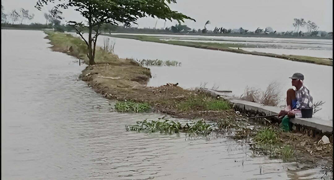 sawah-terendam-banjir