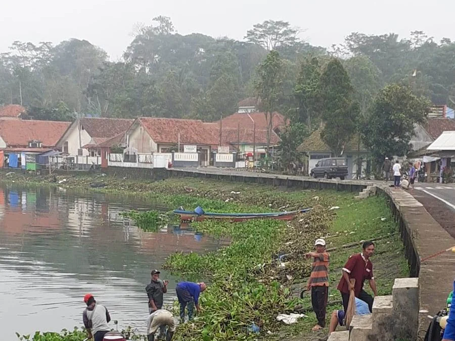 Waduk Darma Dipenuhi Eceng Gondok, Warga Ramai-ramai Membersihkannya 