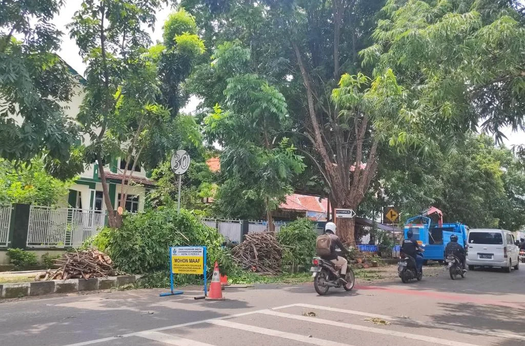 DPRKP Kota Cirebon menebang pohon rawan tumbang di jalan protokol Kota Cirebon. --FOTO: JERREL/RADAR CIREBON