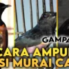 5 Penyebab Murai Batu Cabut Bulu