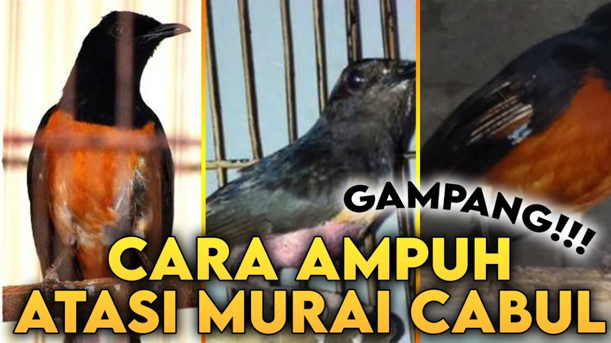 5 Penyebab Murai Batu Cabut Bulu