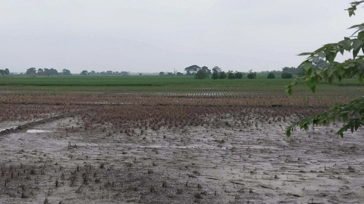 banjir-gagal-tanam