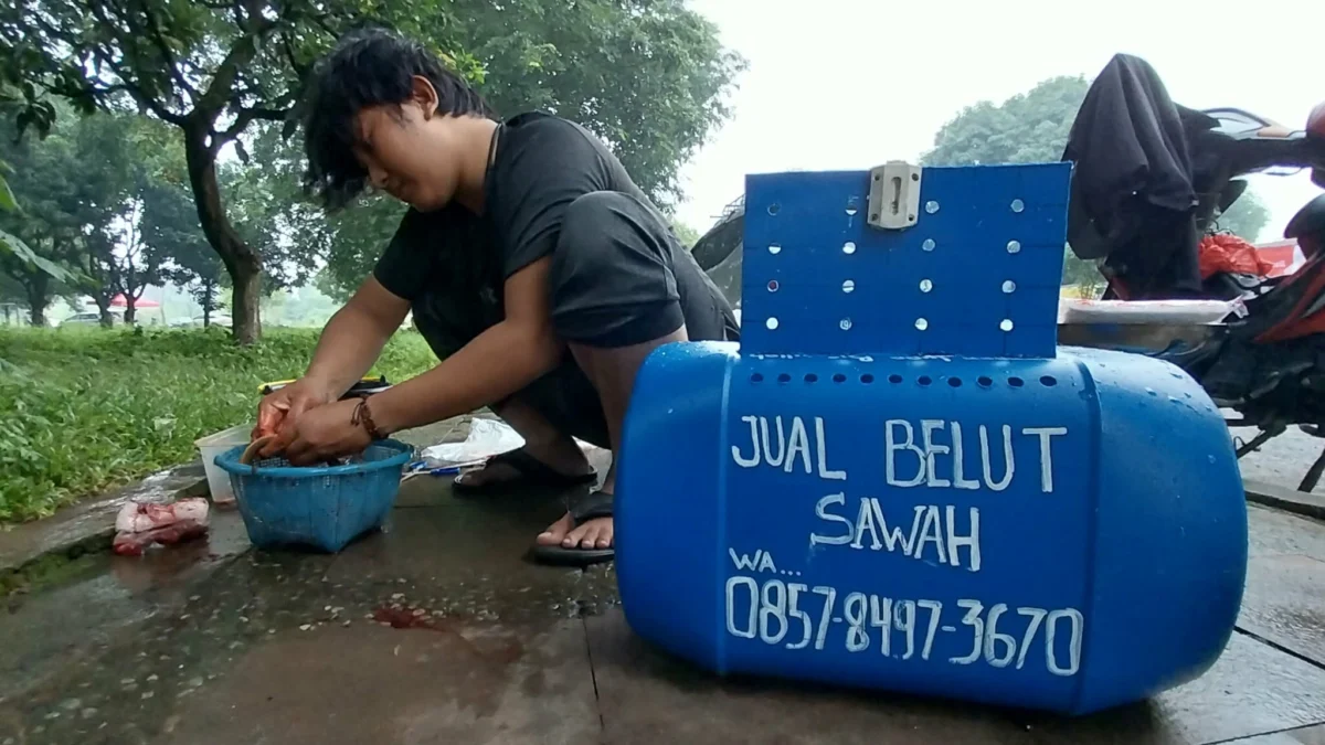 TERAMPIL: Hamzah, penjual belut di Kompleks Stadion Bima Kota Cirebon terampil membersihkan jeroan belut sebelum diserahkan ke pembeli. --FOTO: abdullah/radar cirebon