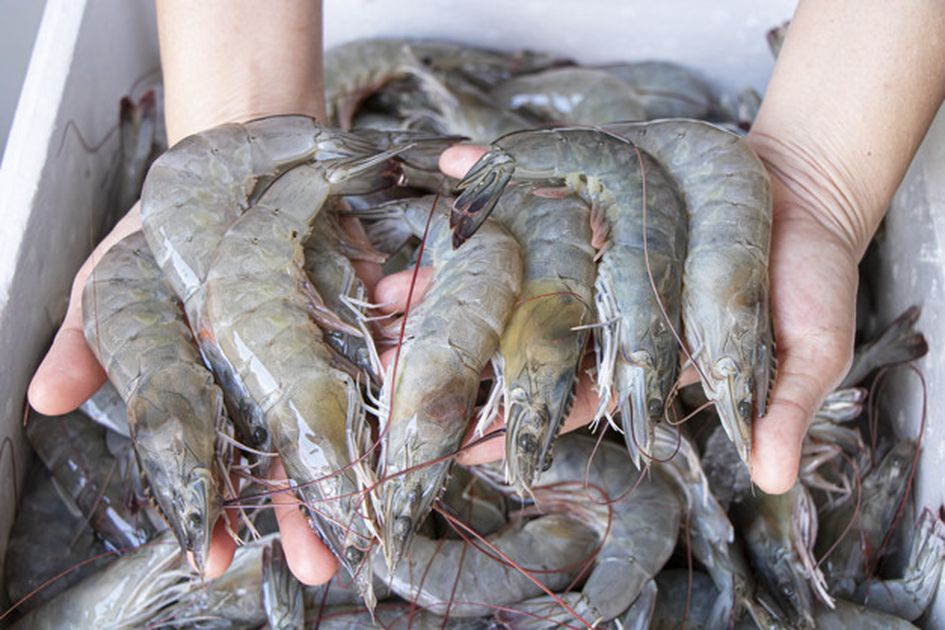 Dijuluki Kota Udang, Produksi Udang Budidaya Kota Cirebon Hanya 26 Ton Setahun