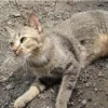 Tak Hanya Tekan Populasi, Steril Kucing Baik Untuk Kesehatan