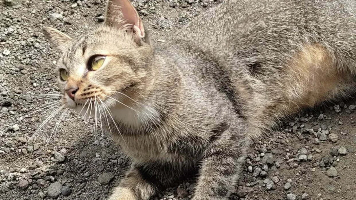 Tak Hanya Tekan Populasi, Steril Kucing Baik Untuk Kesehatan