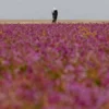 Arab Saudi Hamparan Lavender