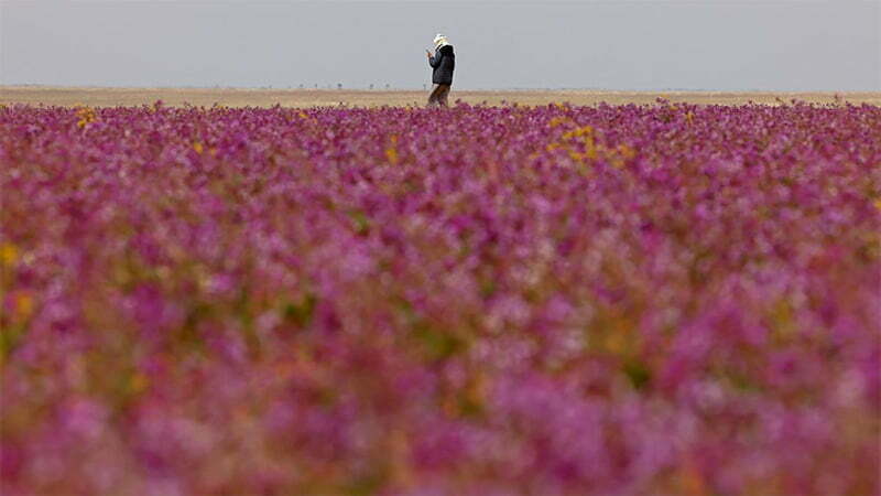 Arab Saudi Hamparan Lavender