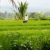 Harga Beras dan Gabah Naik tapi Petani Tetap Merugi, Ada Apa?