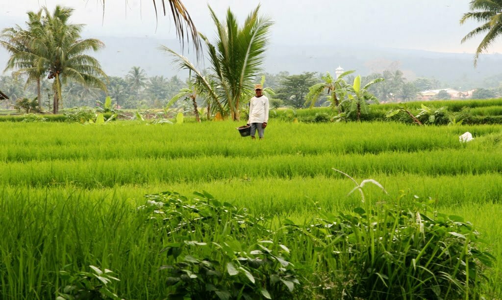 Harga Beras dan Gabah Naik tapi Petani Tetap Merugi, Ada Apa?