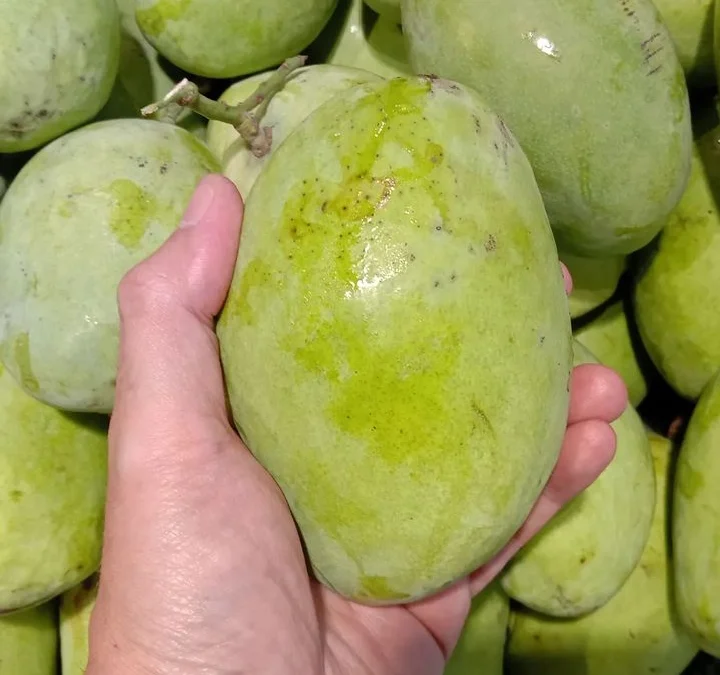 mangga