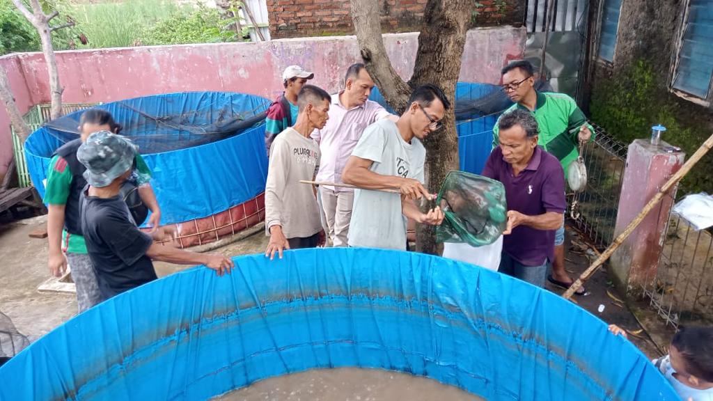 Program pemberdayaan masyarakat, puluhan ribu lele dipanen masyarakat Pesisir Panjunan. --FOTO: ANDI AZIS MUHTAROM/RADAR CIREBON