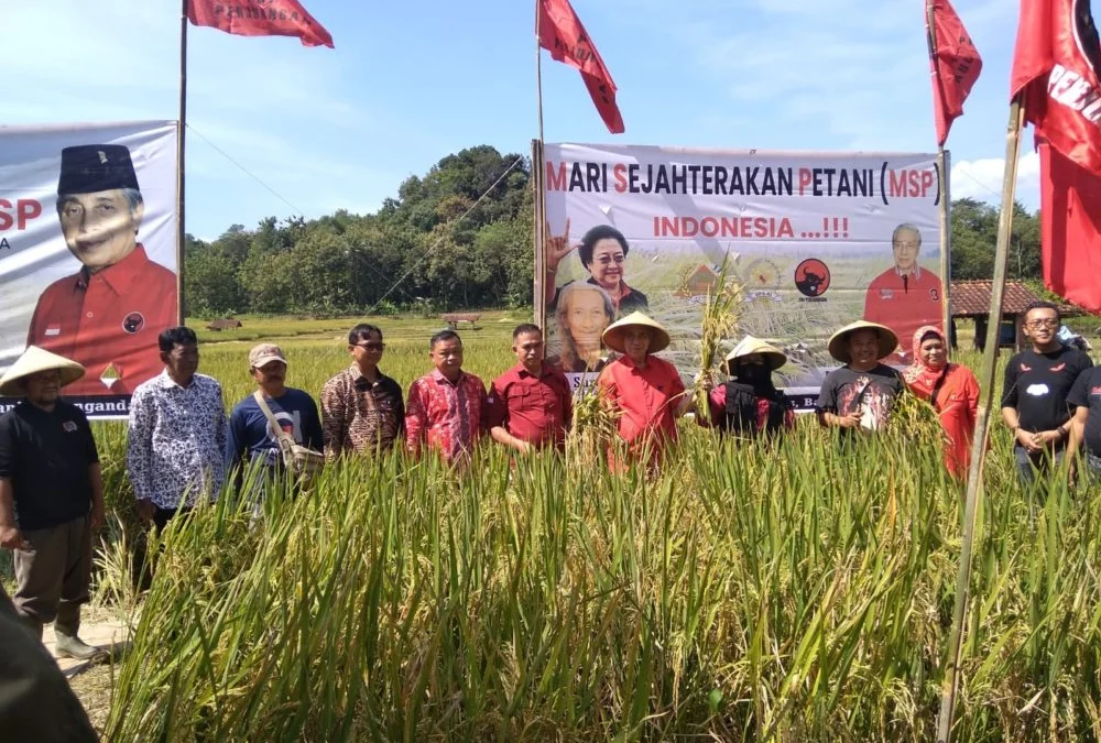 HEBAT ! Panen Raya Perdana Padi MSP Hasilkan 1 Ton Gabah Per Luas Lahan 100 Bata