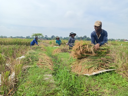 Petani di Desa Lojikobong Kecamatan Sumberjaya Kabupaten Majalengka mulai melakukan panen serentak yang berdampak kepada harga gabah berangsur normal diangka Rp400 ribu per kuintal