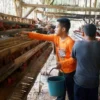 Pengusaha peternakan ayam, baik peternakan ayam petelur maupun ayam pedaging berusaha meningkatkan produksi mereka jelang Ramadan dan Lebaran