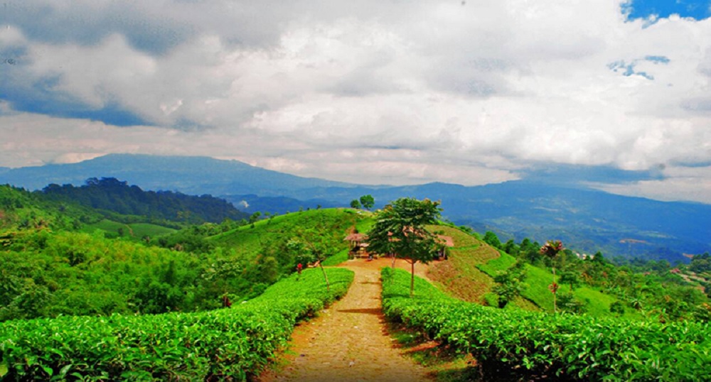 kebun teh cipasung