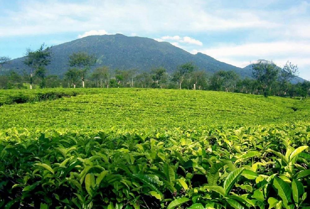 Lihat! ada wisata kebun teh lain di majalengka! ini dia Kebun teh Sindangwangi Majalengka