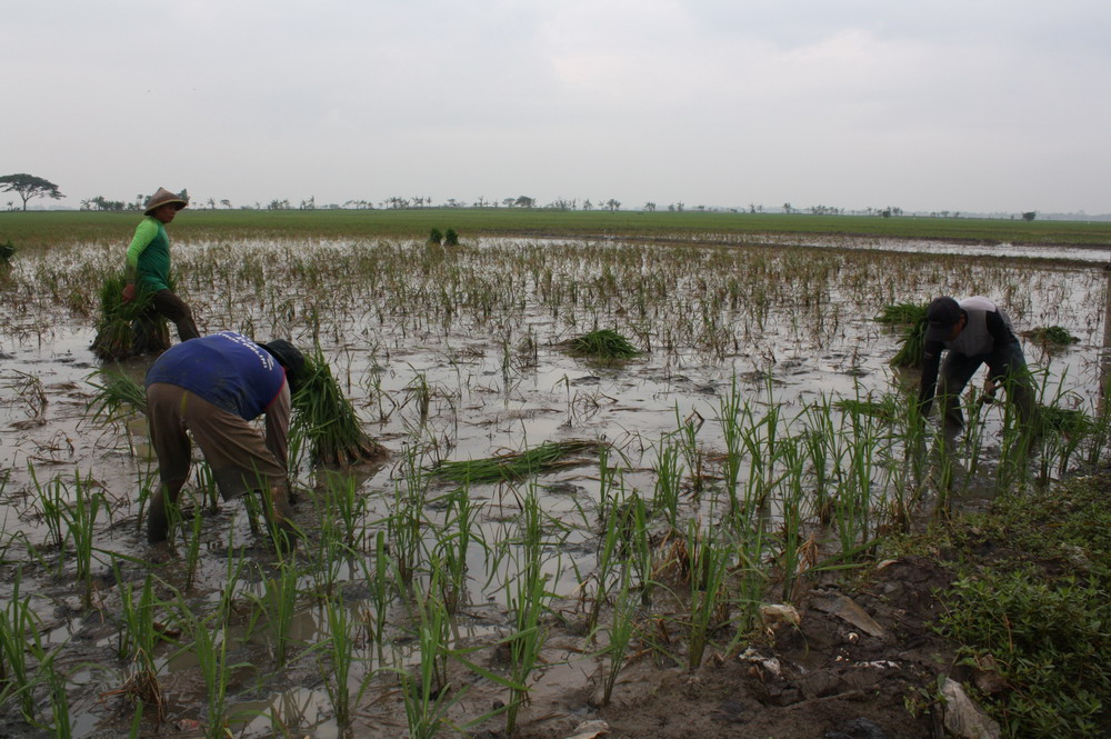 terendam-banjir