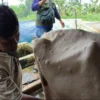 Sejumlah Sapi di Kuningan Diserang Penyakit Kulitnya Bentol Bentol, Kenali Penyakitnya