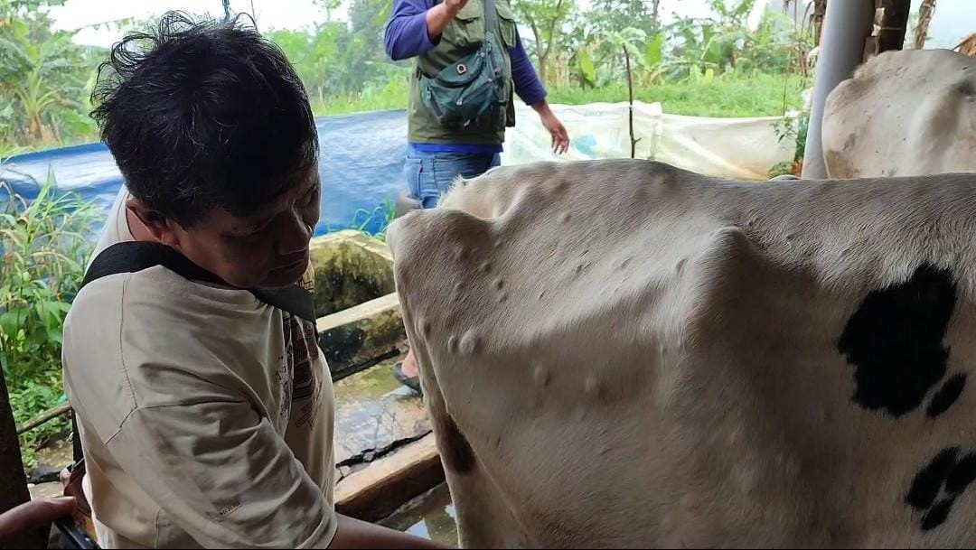 Sejumlah Sapi di Kuningan Diserang Penyakit Kulitnya Bentol Bentol, Kenali Penyakitnya