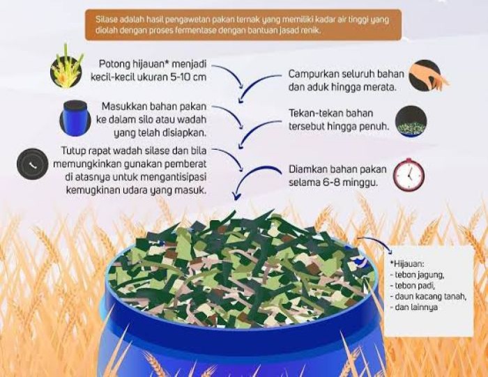 Cara Mudah Membuat SILASE Untuk Pakan Kambing dan Domba