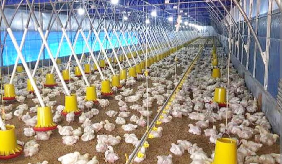 Banyak Ternak Mati Kena Flu Burung di Kota Cirebon, Segini Jumlahnya
