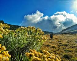 alun alun surya kencana gung gede pangrango