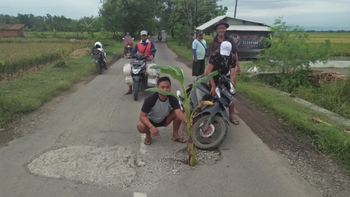 Warga menanam pohon pisang di jalan yang berlubang sebagai tanda waspada untuk pengendara sepeda motor