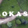 Ini Lokasinya!!! Kebun Teh Sukawana Lembang selalu jadi solusi tempat healing paling tepat