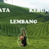 wisata kebun teh