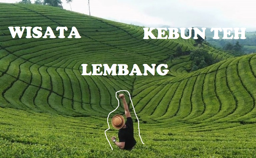 wisata kebun teh